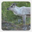 Recherche de laponie autocollants Finlande