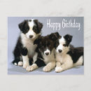 Suche nach border collies karten Birthday