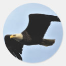 Recherche de aile papier lettre Aigle