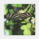 Recherche de jolis papillons magnets Joli papillon