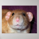 Recherche de dumbo posters Rongeur