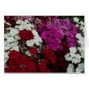 Suche nach dianthus karten Rot