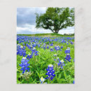 Suche nach bluebonnets postkarten Wildblumen