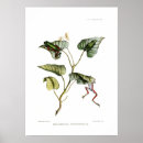 Suche nach baumfrosch poster Amphibien