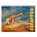 Suche nach giraffe kalender Wild lebende tiere