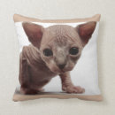 Recherche de chat de sphynx maison deco Chaton