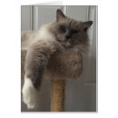 Recherche de chat de ragdoll Félin