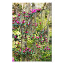 Suche nach azaleen poster South carolina