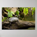 Suche nach schildkröte muschel poster Natur