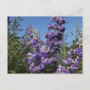 Recherche de fleur violette cartes postales Lilas
