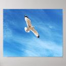 Suche nach seemöwen alle poster Küste