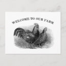Recherche de vintage coq cartes postales Poulet