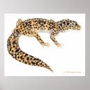 Suche nach leopard gecko poster Eidechsen