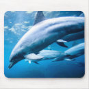 Suche nach delphine mousepads Fotografie