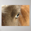 Suche nach filly poster Pferd