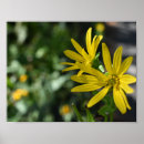 Suche nach gelbe blume kunst Foto