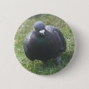 Recherche de pigeons badges Animaux