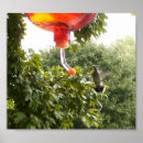 Suche nach kolibri poster Drucken