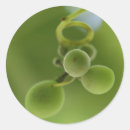 Recherche de vigne autocollants Vert