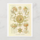 Suche nach haeckel poster Qualle