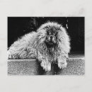 Recherche de dog cartes postales Noir et blanc
