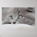Suche nach tieraugen poster Kätzchen