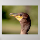 Suche nach kormoran poster Wildtiere