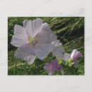 Suche nach wilder blumen postkarten Wilde blume