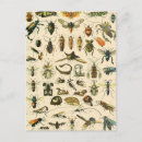 Recherche de entomologie cartes postales Illustration