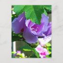 Recherche de rose pourpre cartes postales Fleurs