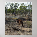 Suche nach känguru poster Tierwelt