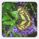 Recherche de macro de fleur autocollants Insecte
