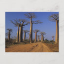 Recherche de baobab cartes postales Nature