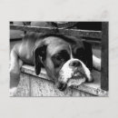 Recherche de chien boxer cartes postales Dog
