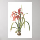 Suche nach amaryllis poster Flora