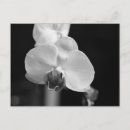 Recherche de fleurs noires et blanches cartes postales Noir et blanc