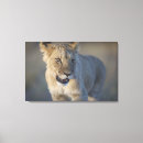 Recherche de regard de lion posters Animaux