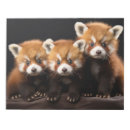 Suche nach niedliche panda notizblock Natur