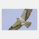 Suche nach osprey aufkleber Natur