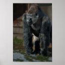 Suche nach tiefland poster Gorilla
