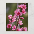 Suche nach rosa baum postkarten Pflanze