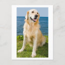 Suche nach golden retriever welpe postkarten Welpen