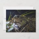 Suche nach amphibisch postkarten Tier