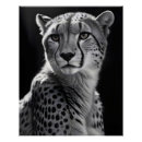 Recherche de wildlife posters Animal