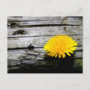 Suche nach gelber löwenzahn postkarten Quelle