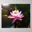 Suche nach wasserlilien poster Lilienpolster
