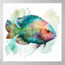 Suche nach papageienfisch poster Meer