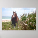 Recherche de amant sauvage posters Cheval