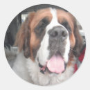 Recherche de bernards autocollants Saint