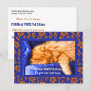 Recherche de chat sur une chaise cartes postales Animaux domestiques